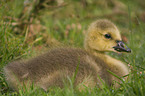 young Canada goose