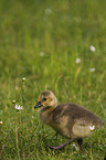 young Canada goose