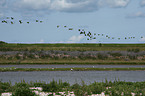 flying Canada geese