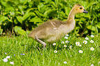 young Canada goose