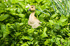 young Canada goose