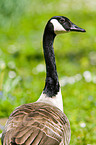 Canada goose