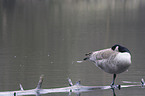 Canada goose