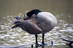 Canada goose