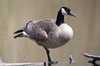 Canada goose