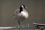 Canada goose