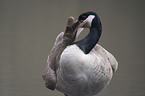 Canada goose