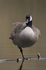 Canada goose