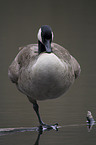 Canada goose