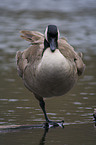 Canada goose