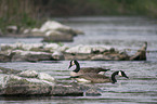 Canada geese