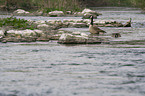 Canada goose