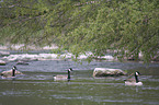 Canada geese