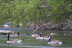 Canada geese