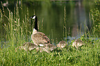 Canada geese