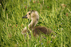 young Canada goose