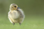 young Canada goose