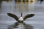 Canada goose