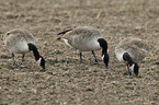 Canada Geese