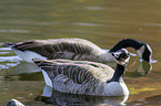 Canada geese