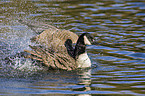 Canada goose