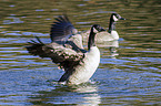 Canada geese