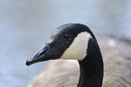 Canada goose