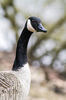 Canada goose