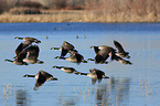 Canada geese