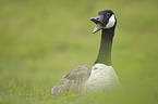 Canada goose