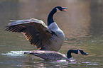 Canada geese