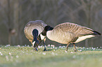 Canada geese