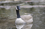 Canada goose