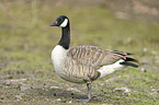 Canada goose