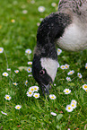 young Canada goose