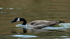 Canada goose