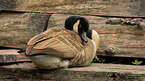 Canada goose