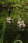 Canada geese