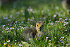 Canada goose