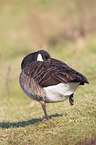 Canada goose