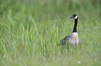 Canada goose