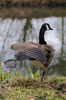 Canada goose