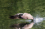 Canada goose