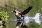 Canada goose