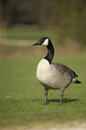 Canada goose