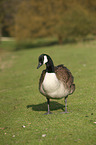 Canada goose