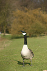 Canada goose