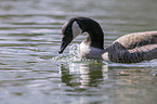 Canada goose