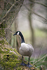 Canada goose