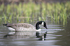 Canada goose